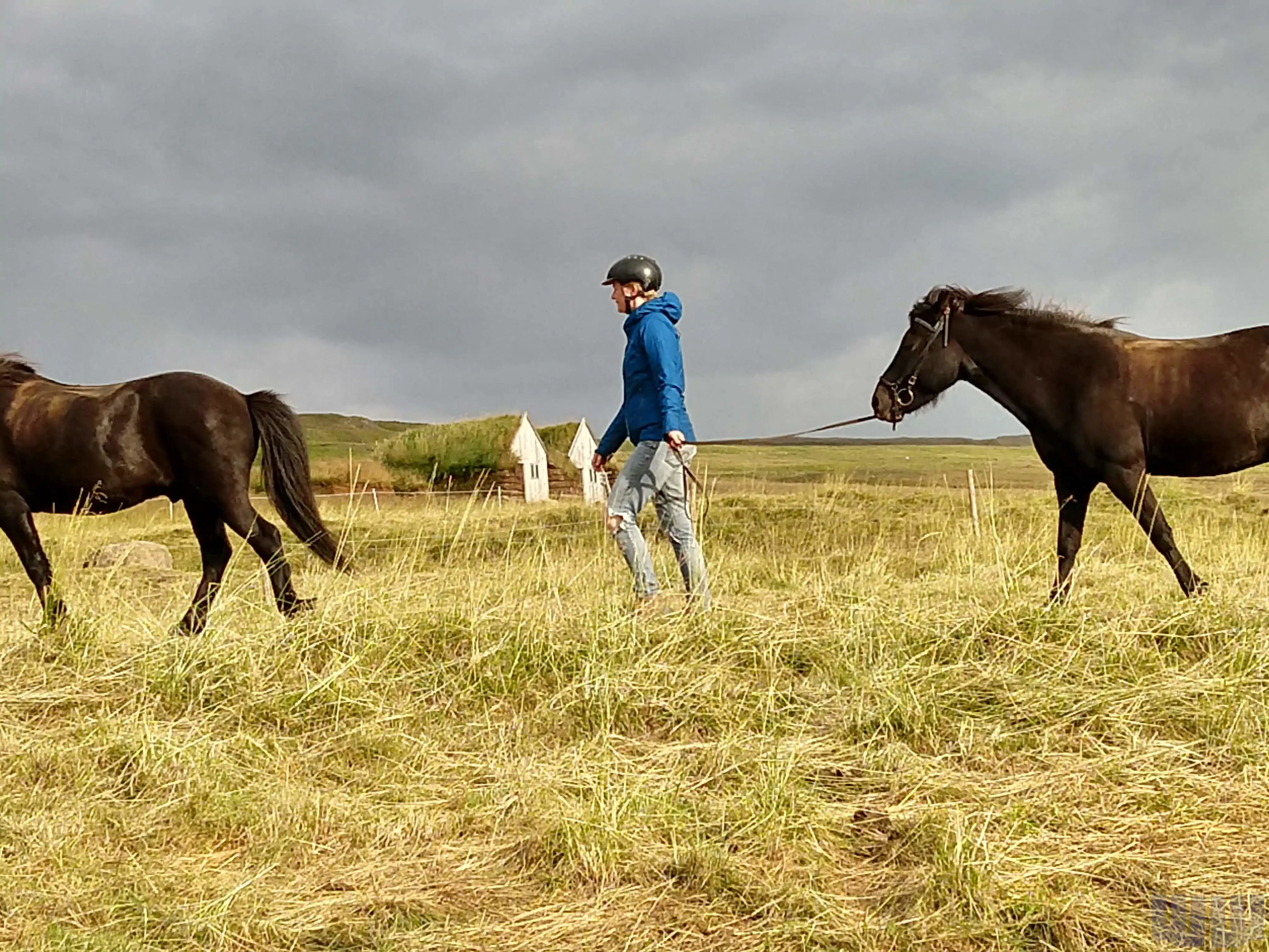 Lýtingsstaðir Icelandic Horse Farm
