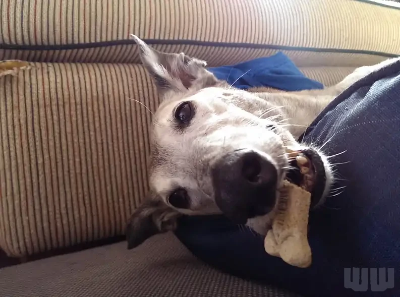 Cassidy, The Prettiest Greyhound