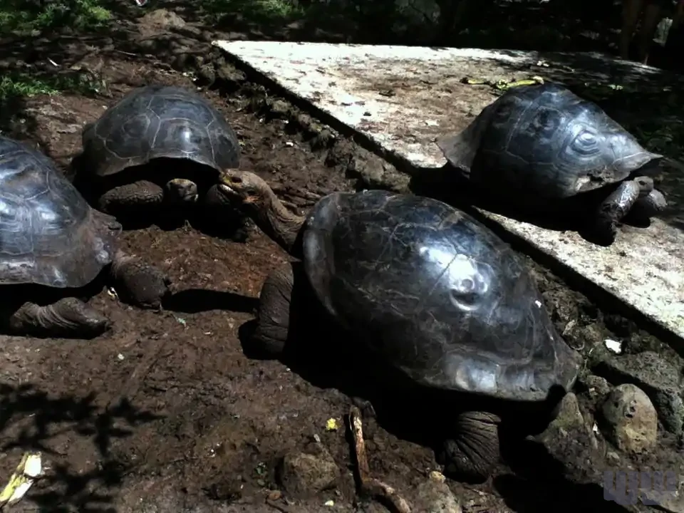 Giant Tortoises of Isla Floreana, Galapagos